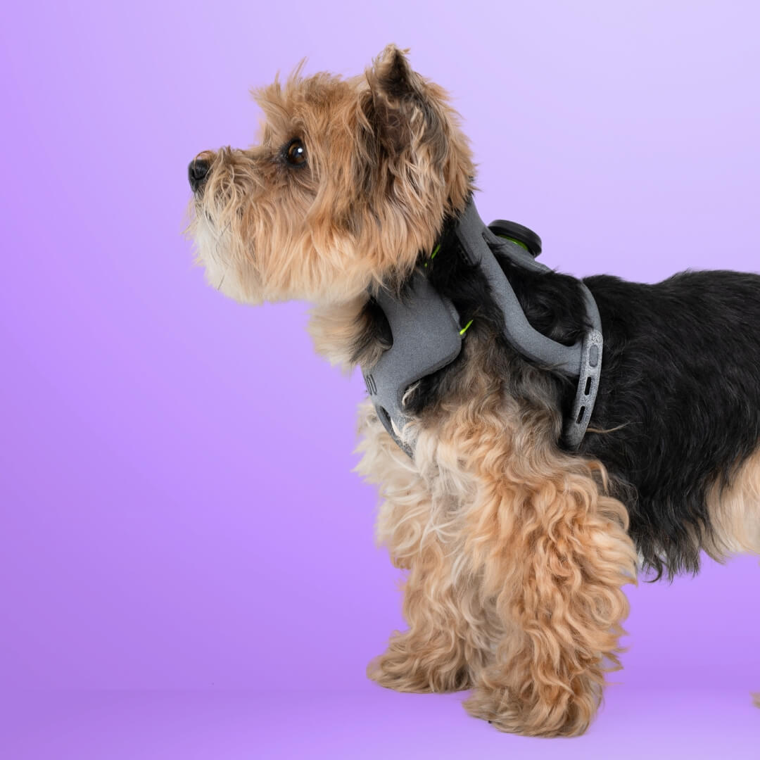 dog with a wimba cervical collar