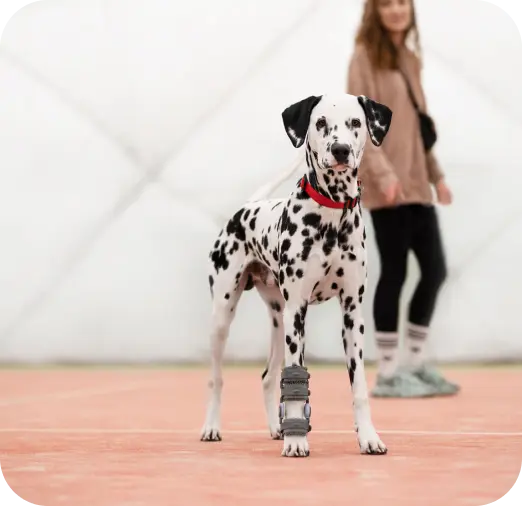 Physiotherapy And Orthoses In Canine Orthopedic Rehabilitation