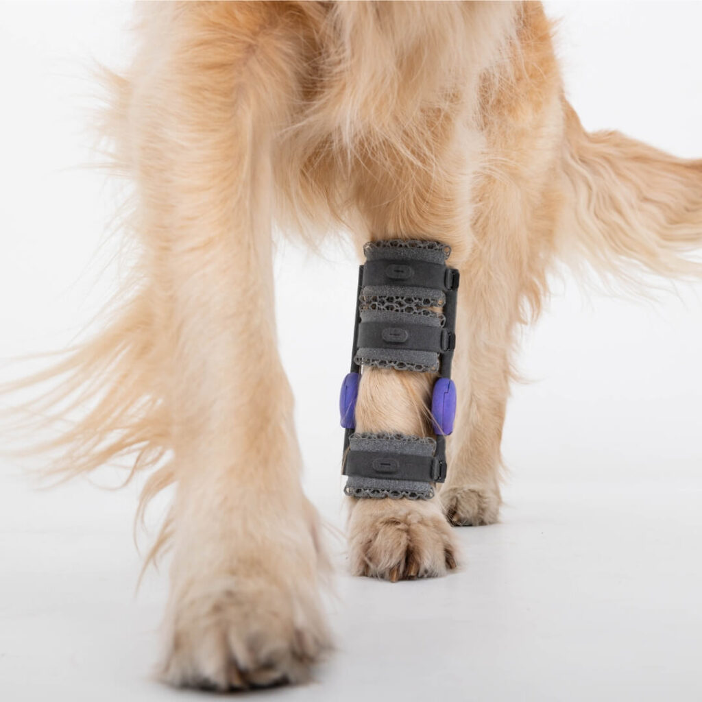 When Do Vets Recommend a Carpal Orthotic for Dogs?