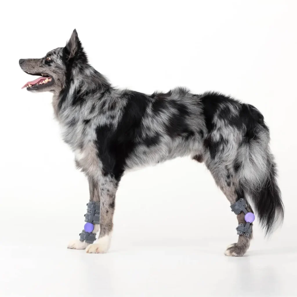 Achilles Tendon Injury in Dogs: Signs, Treatment, and Orthotic Support