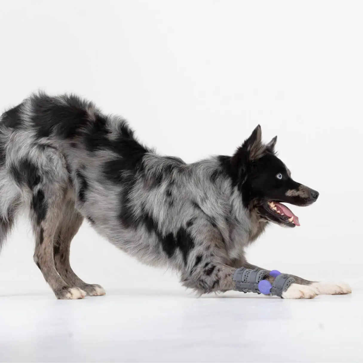 dog limping on a back leg