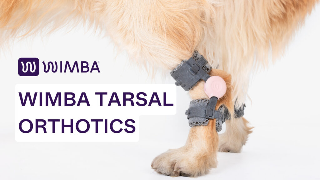 Tarsal Orthotics for Dogs | WIMBA Tarsal Brace