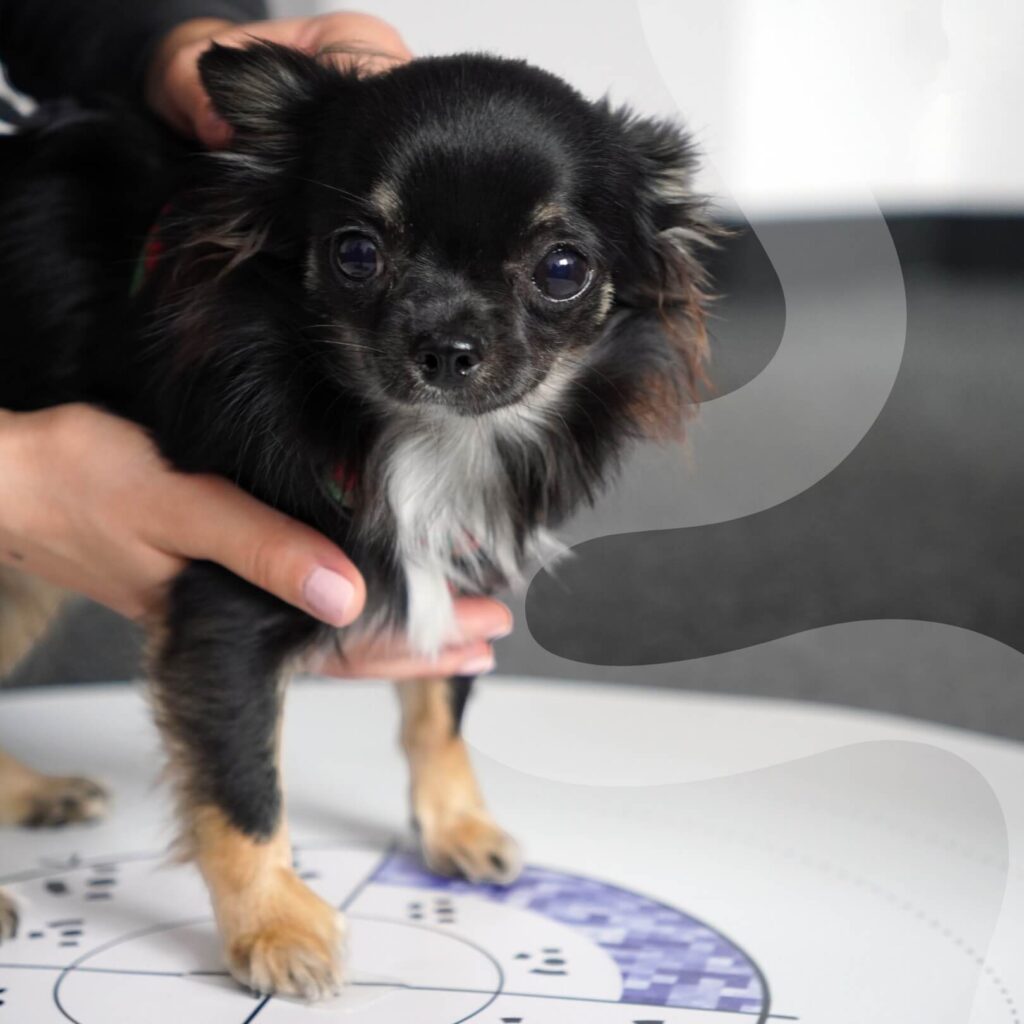 Causes of Orthopedic Problems in Dogs – Pet Orthopedic Care