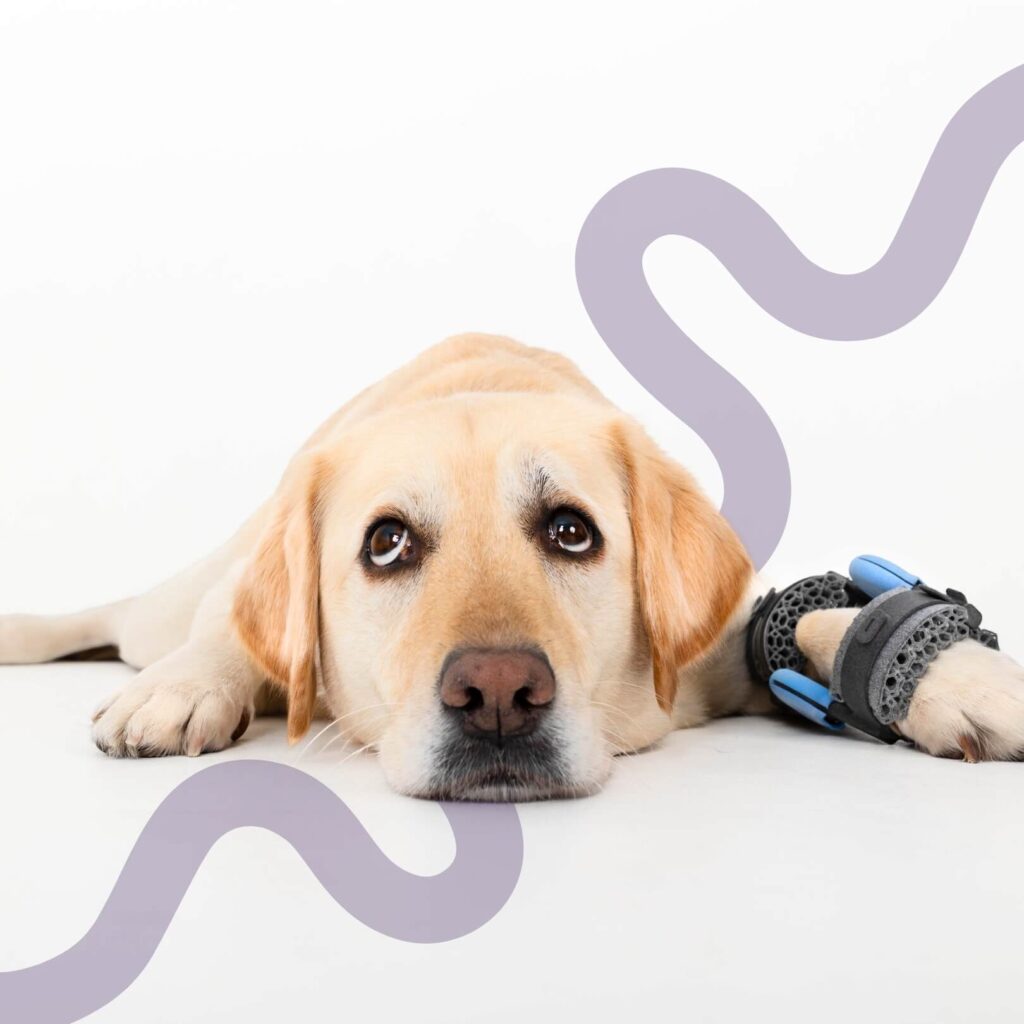 Identifying Signs of Pain in Dogs: 7 Key Signals of Health Problems