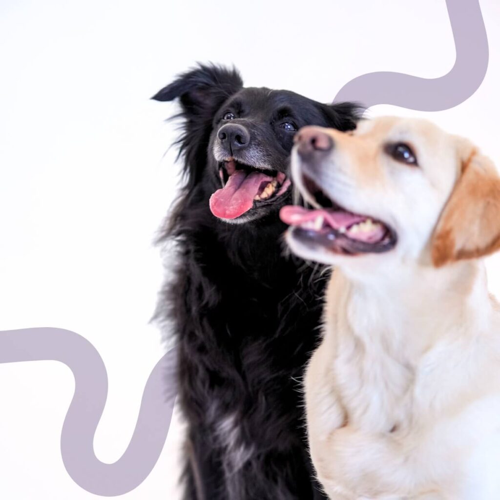 How to Order WIMBA Devices for Your Pet