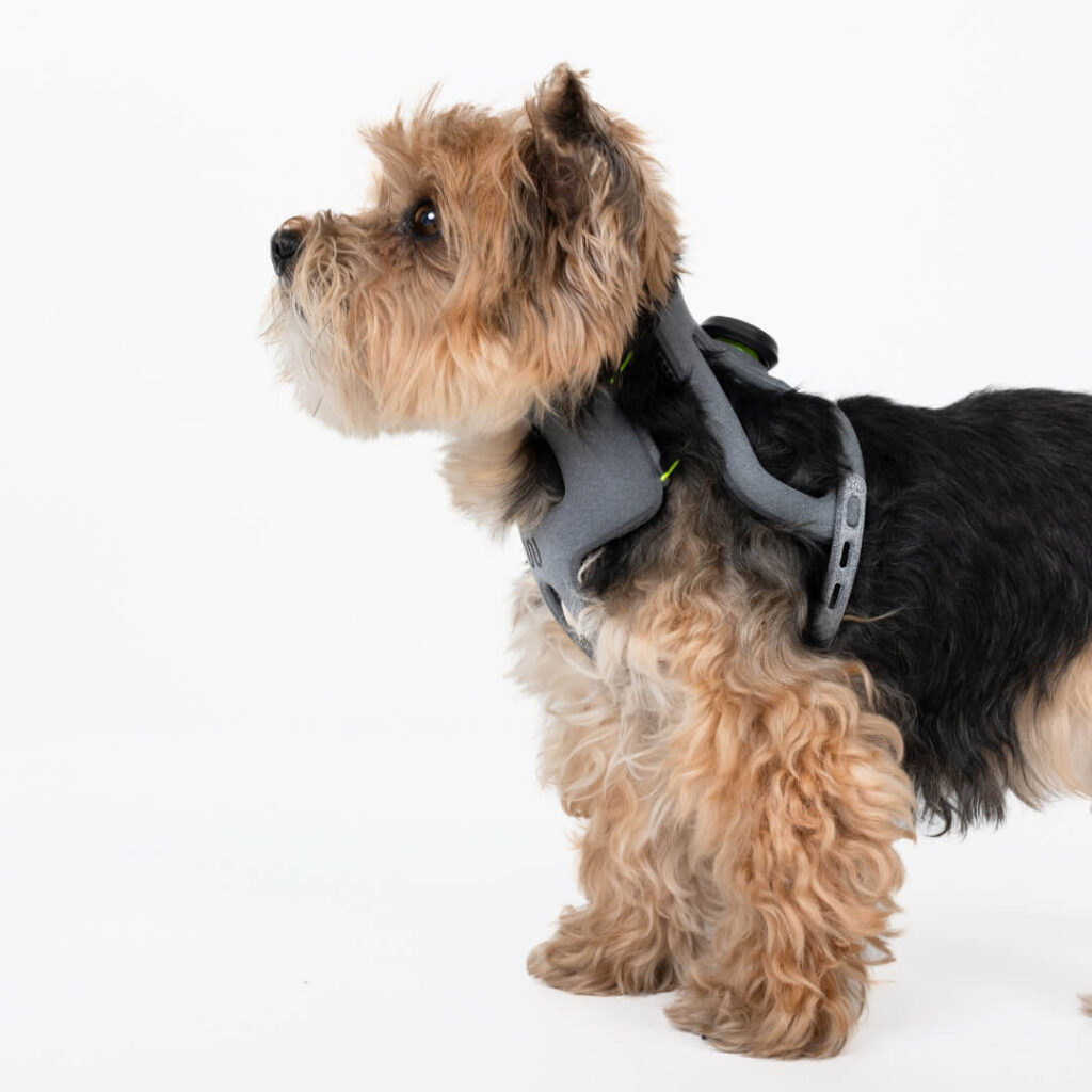 Understanding Atlantoaxial Instability in Dogs