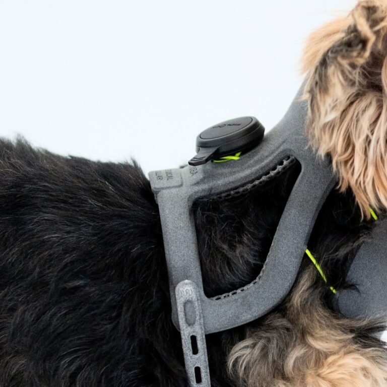 Cervical Collar: Best Dog Neck Brace (5 Sizes) | WIMBA