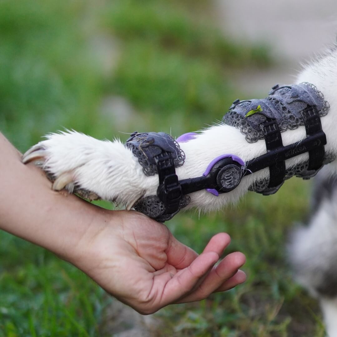 How to Add Custom Dog Orthotics to Your Veterinary Practice
