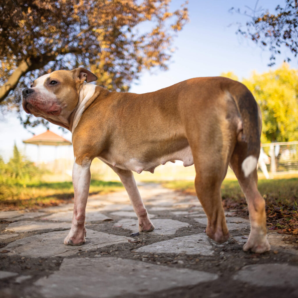 amputated three-legged dog tripod