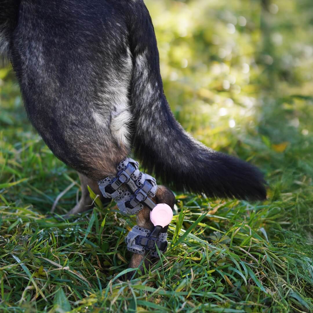 tarsal instability in dogs