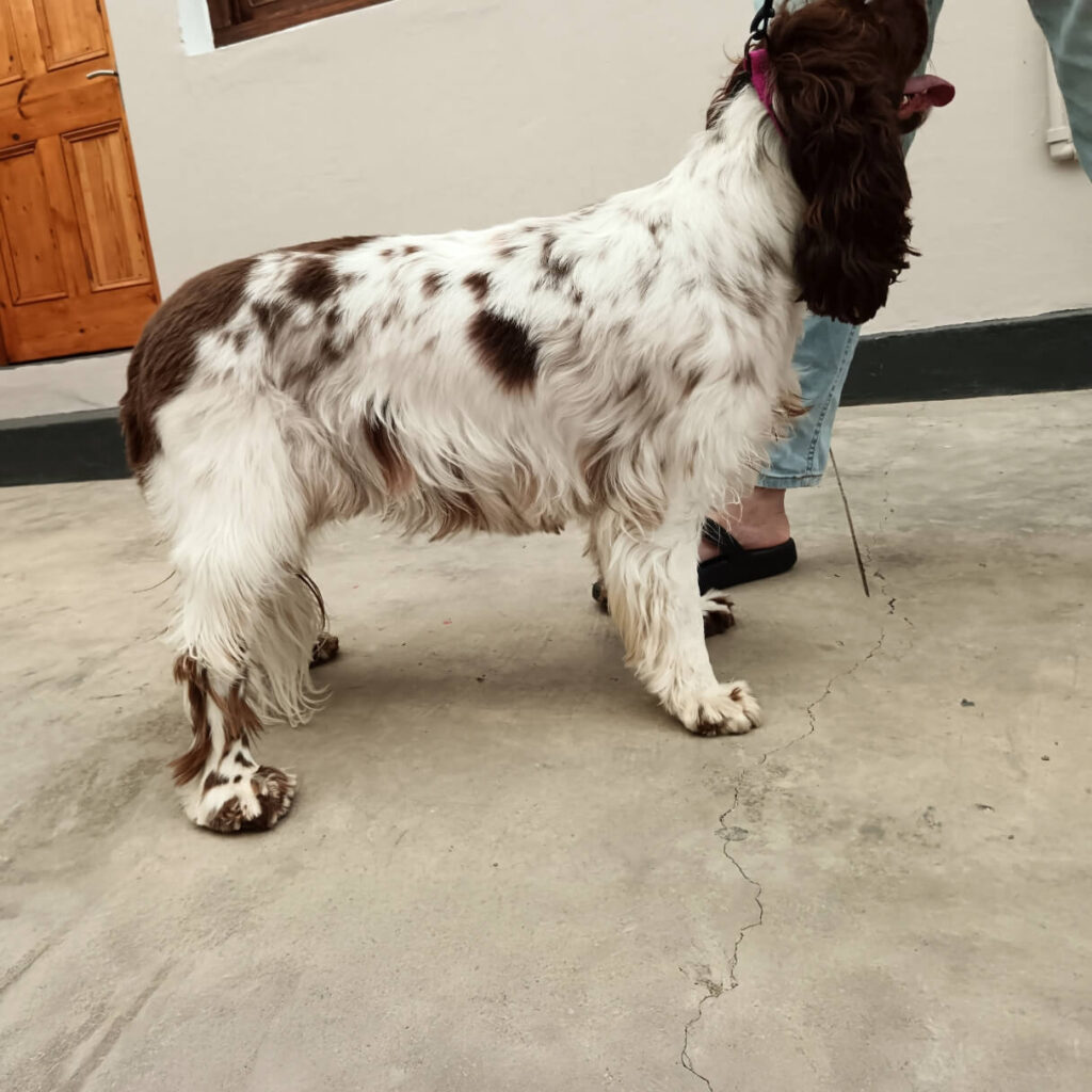 English springer spaniel