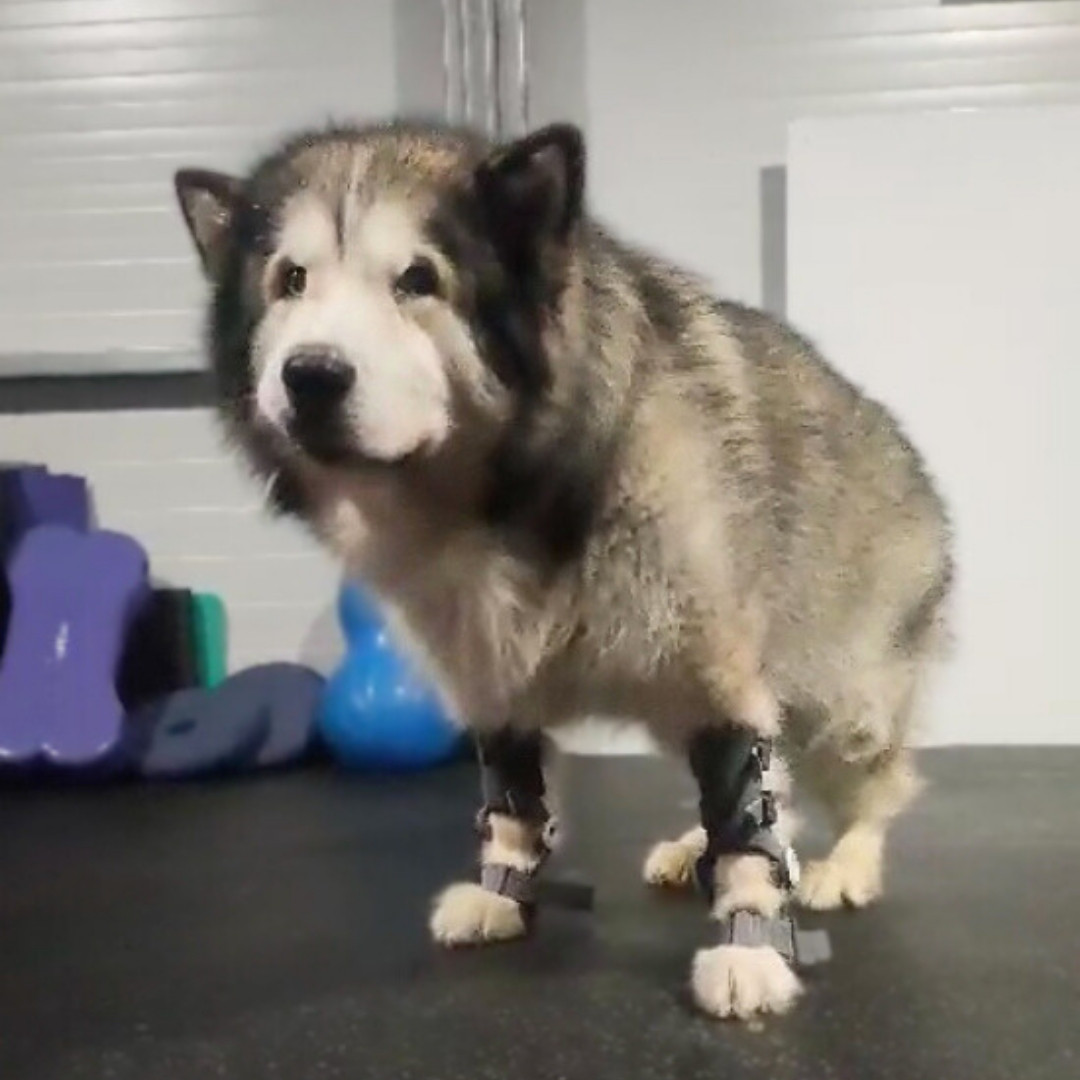 dog carpal hyperextension treatment