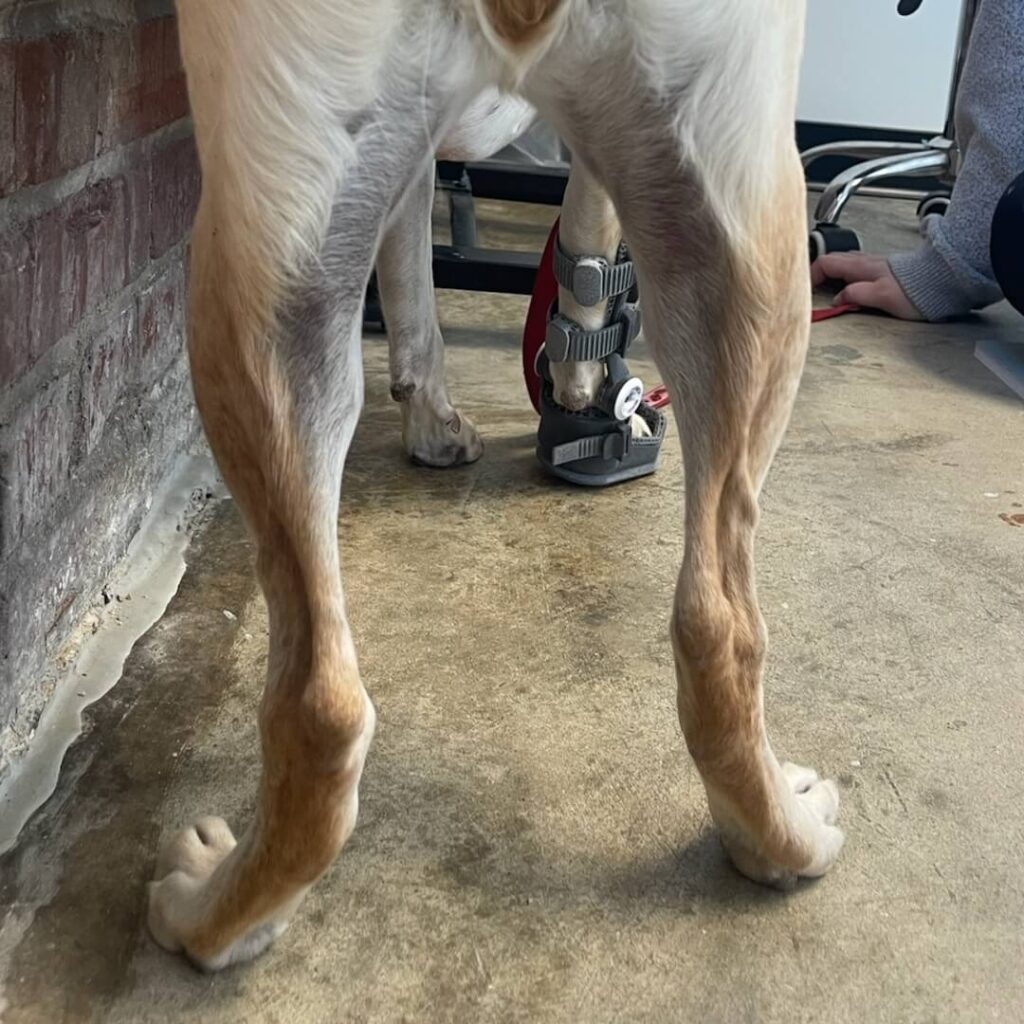 Lyla WIMBA Carpus Orthosis Pro with Paw Support