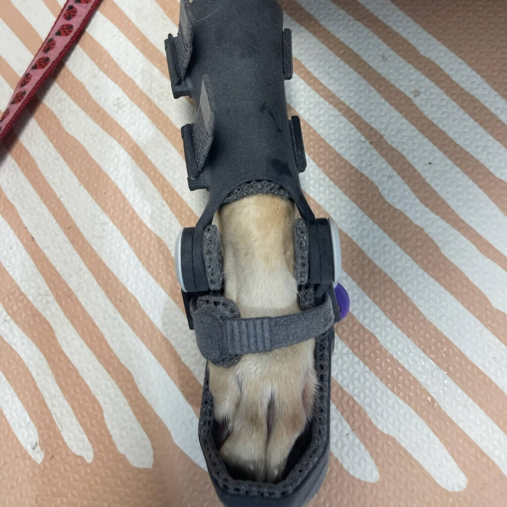 3D Printed Dog Orthotics vs Traditional Cast-Based Devices