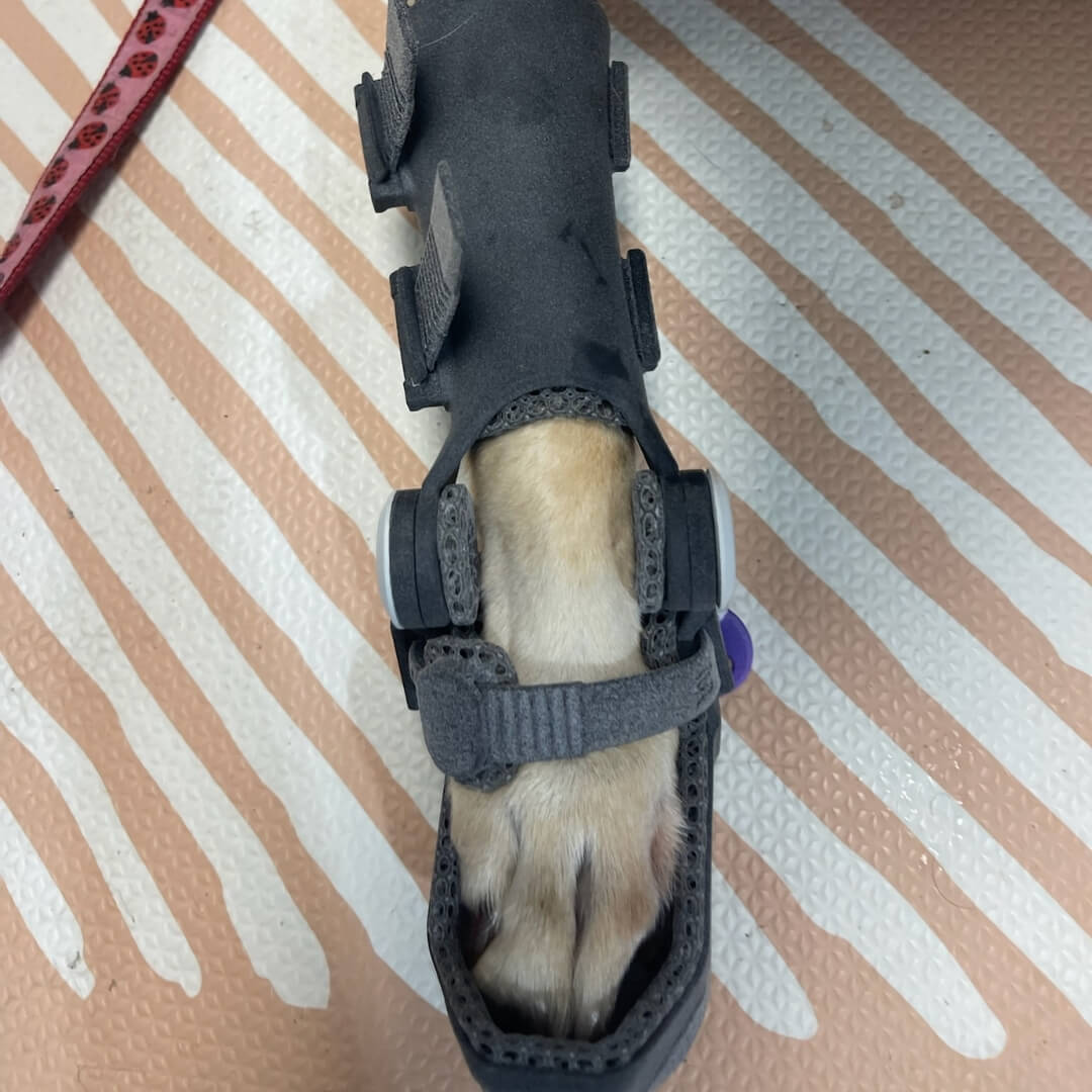 3D Printed Dog Orthotics vs Traditional Cast-Based Devices