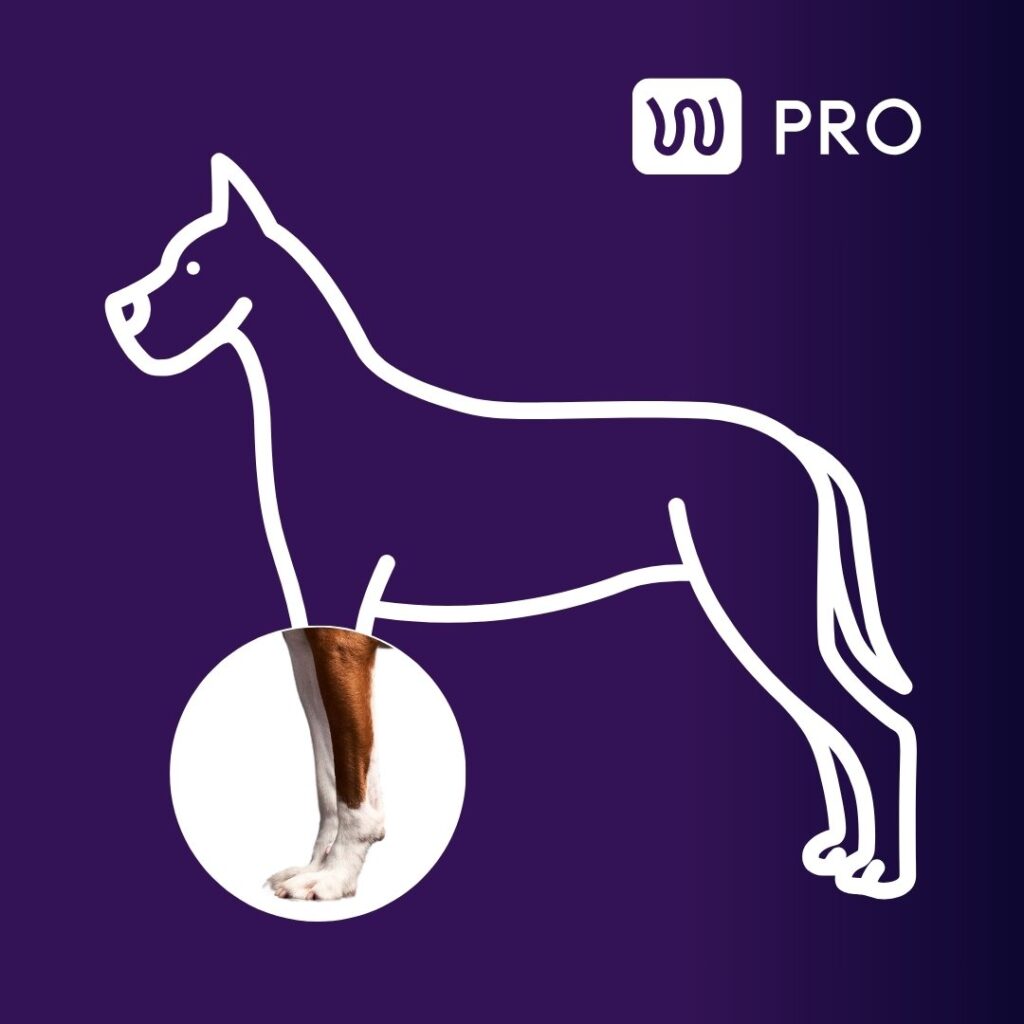 wimba carpus pro
