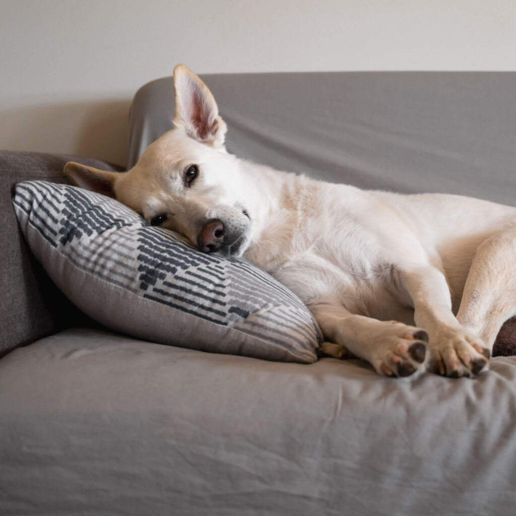 Wind-Up Pain in Dogs: What It Really Means