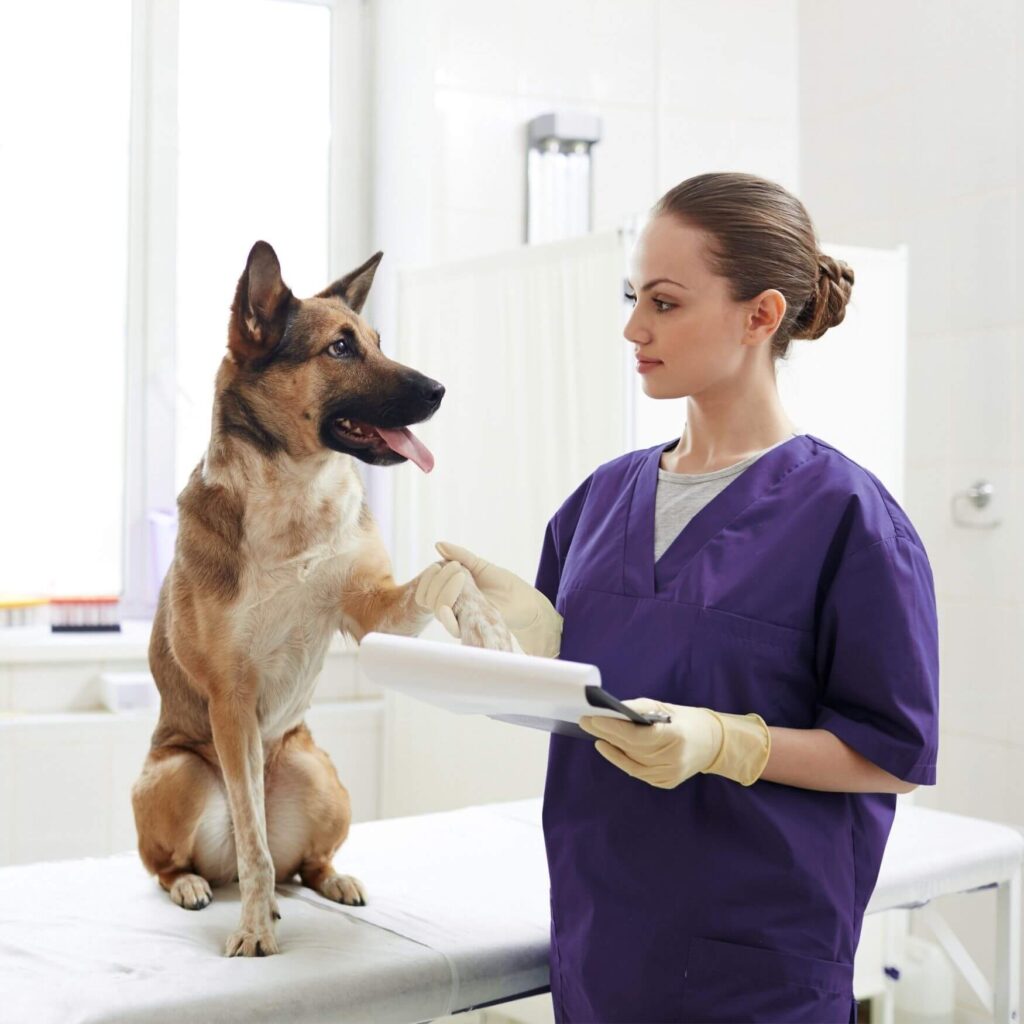 Veterinary Orthotic Devices: A Clinical Guide for Veterinarians