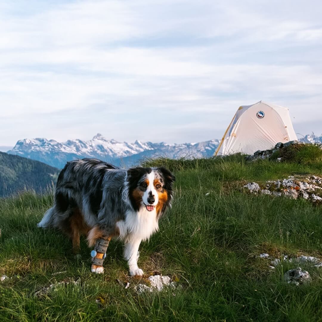 English springer spaniel