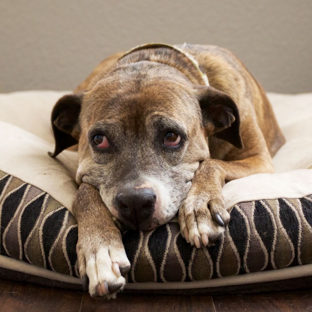 dog in pain