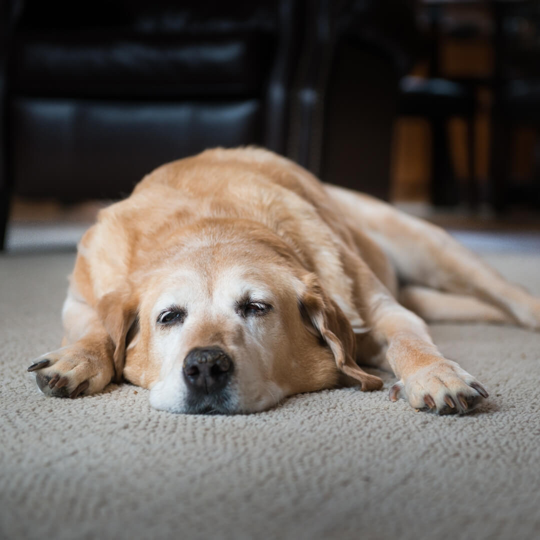 Cranial Cruciate Ligament Injury Causes, Signs and Treatment