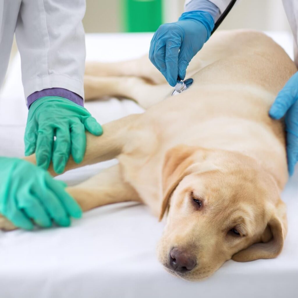 Silent Pain in Dogs: 7 Signs of Silent Pain in Dogs Every Pet Parent Should Know