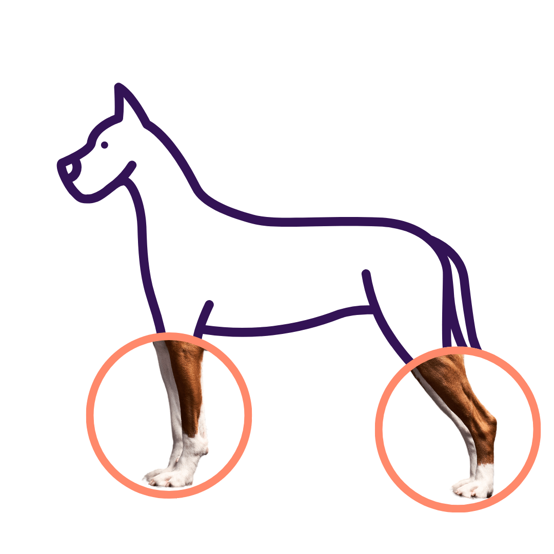 dog ortho issues