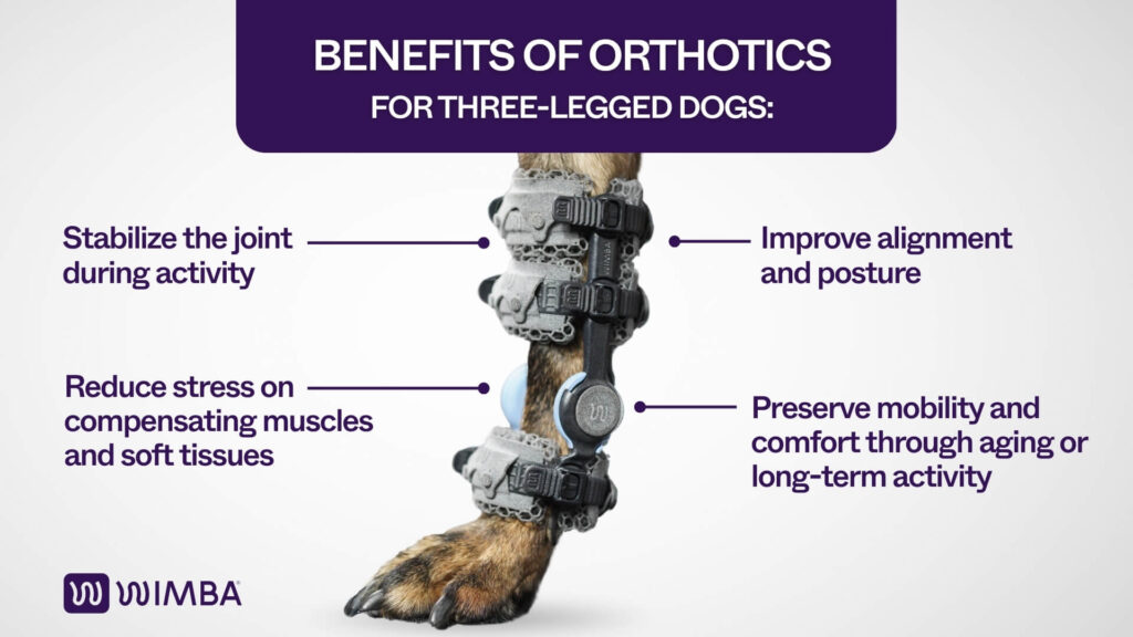 Benefits of orthotics for amputed dogs