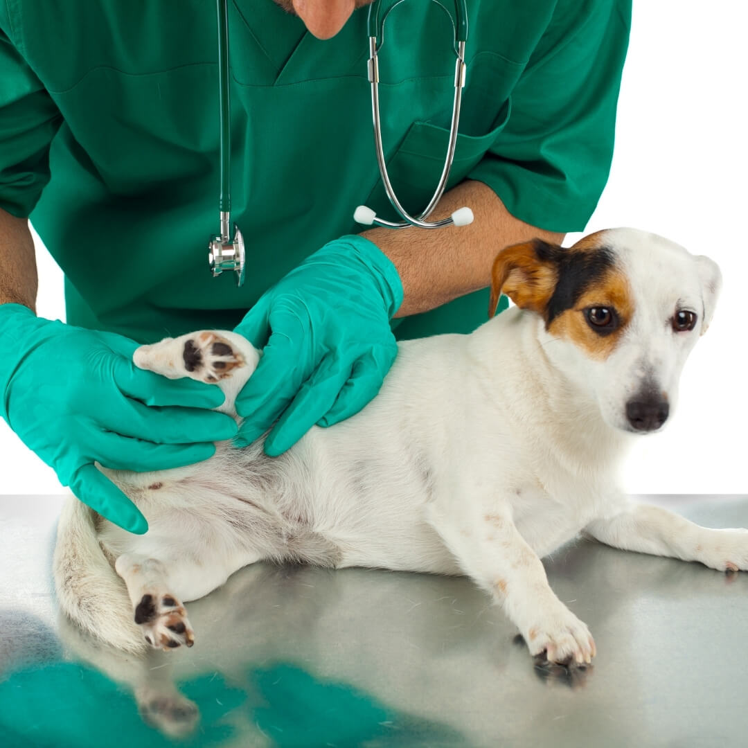 Diagnosing Hip Dysplasia