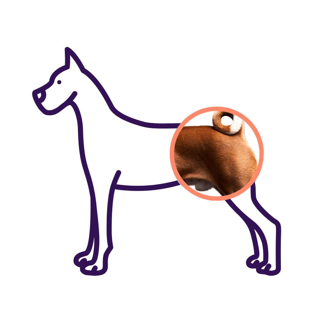 Hip Dysplasia in Dogs