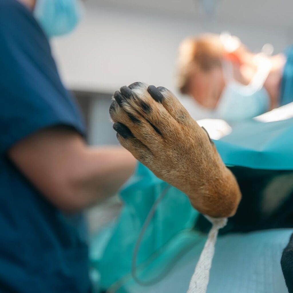 Surgical Intervention in dogs