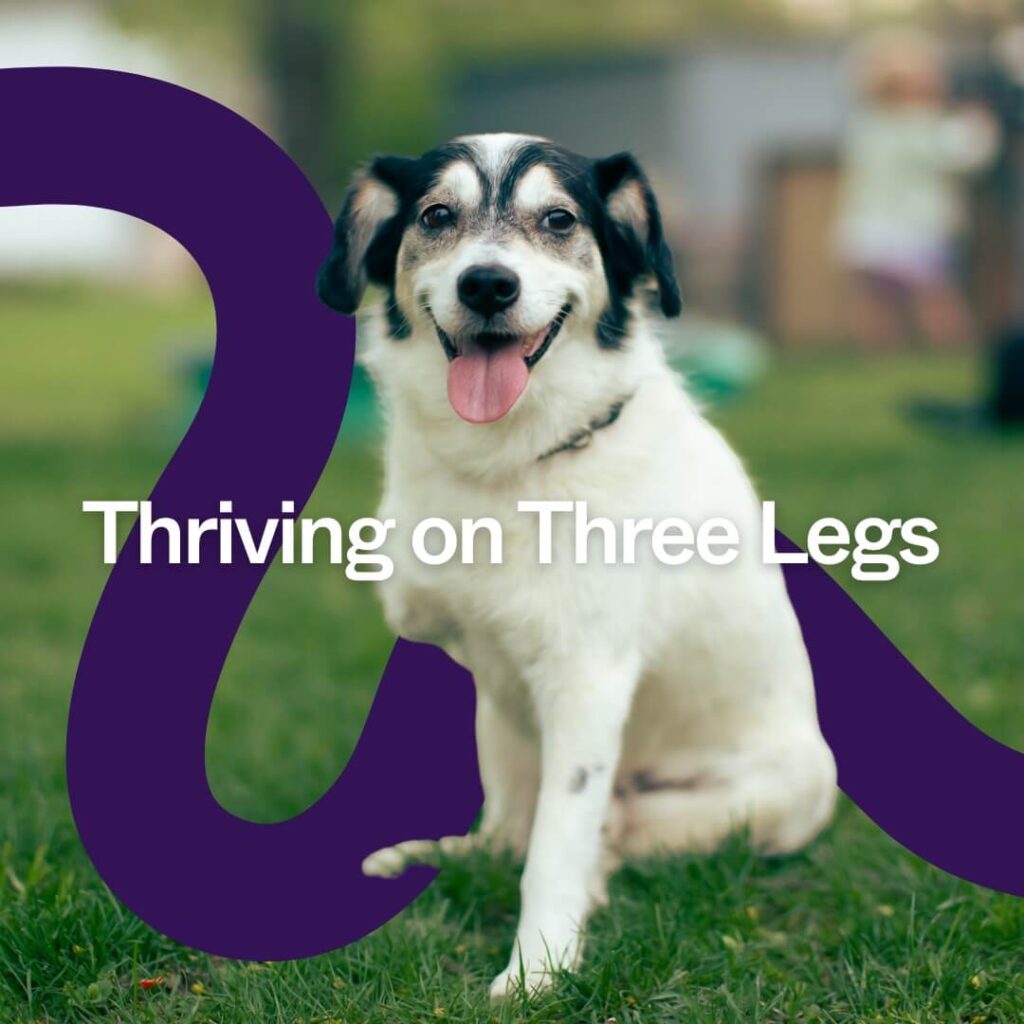 Thriving on Three Legs: Recovery and Resilience Canine Amputation