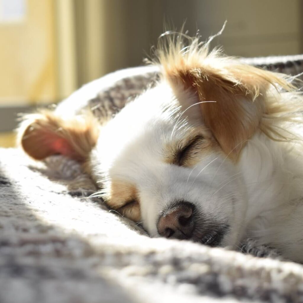 dog recovering