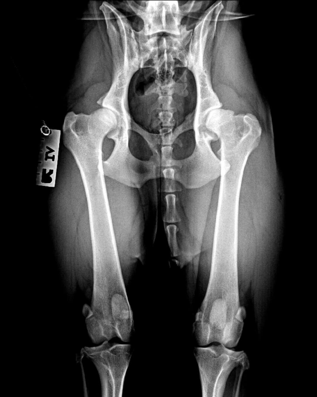 dogs hip dysplasia