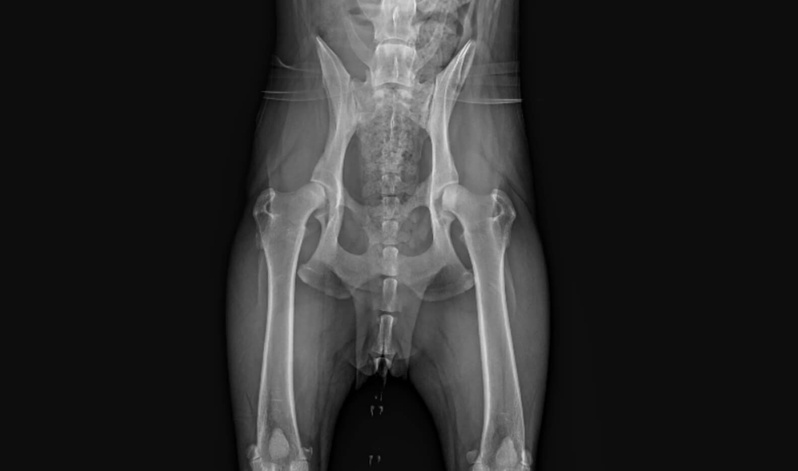 Cranial Cruciate Ligament Injury Causes, Signs and Treatment