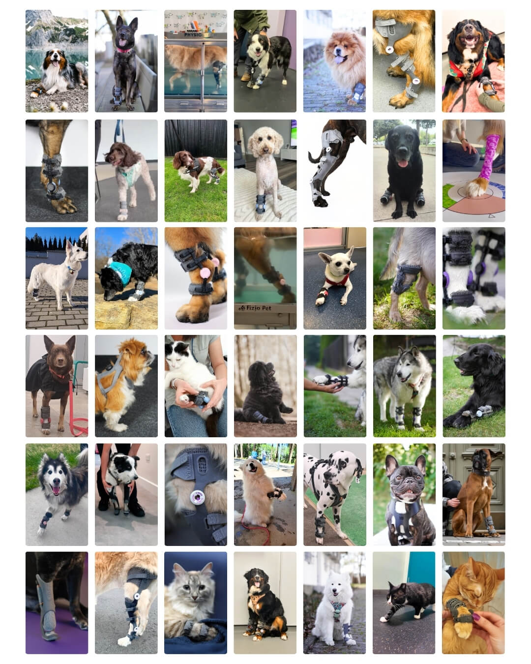 wimba - orthotics and prosthetics for dogs and cats