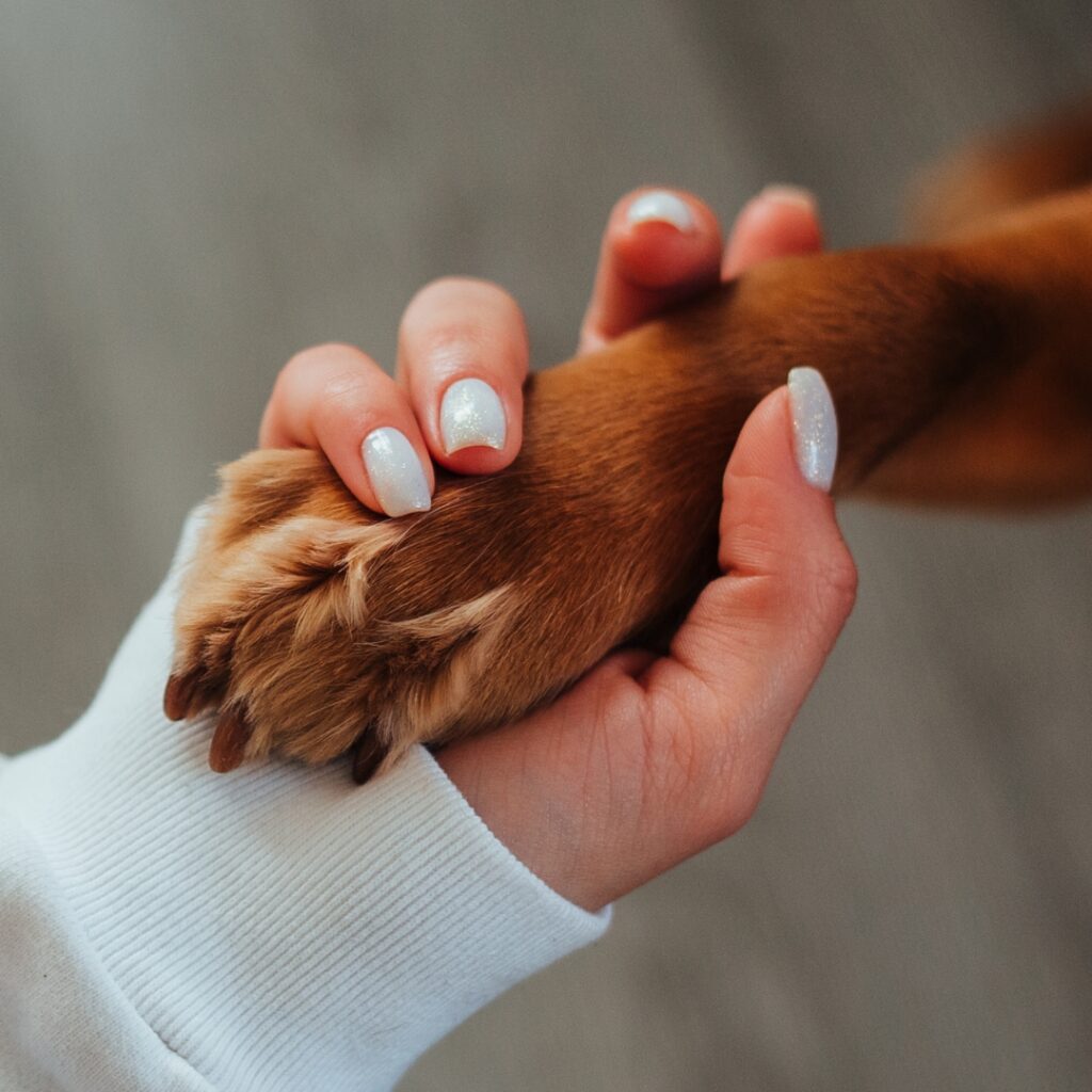 Dog Orthotics for Hind Limb Weakness: Causes, Devices and Evidence