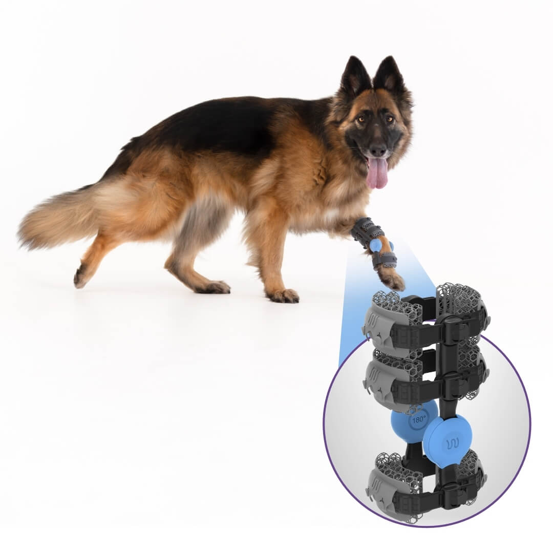 WIMBA carpus brace for German Shepherds