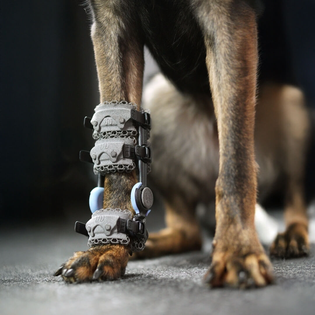 WIMBA carpus brace for German Shepherds