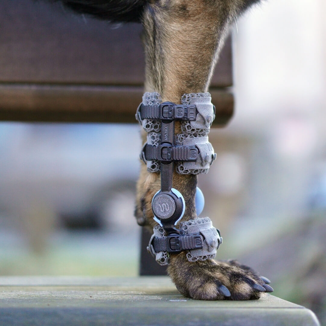 WIMBA carpus brace for German Shepherds