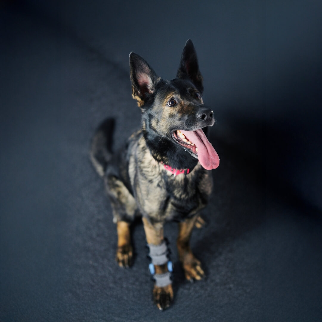 WIMBA carpus brace for German Shepherds