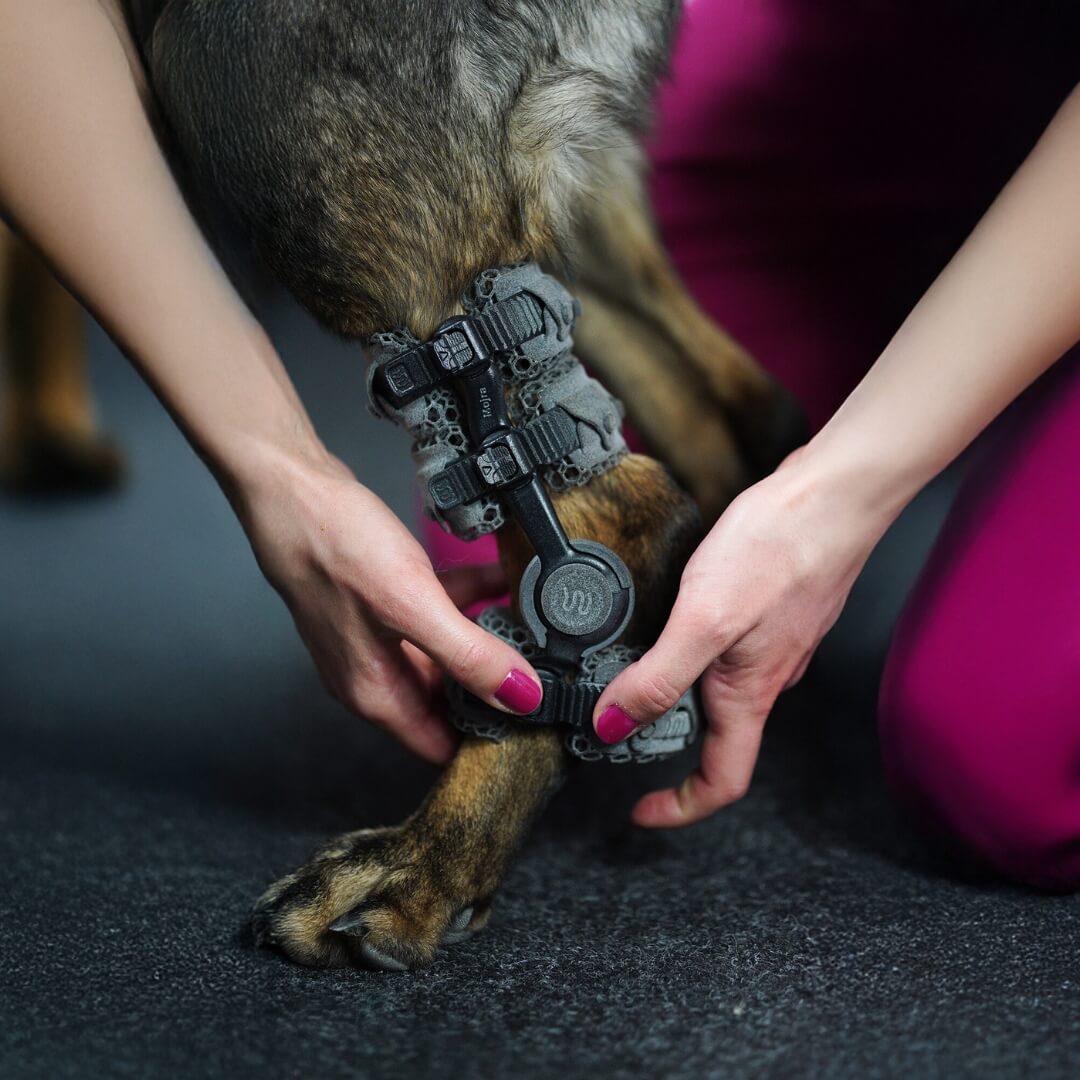 WIMBA tarsys brace for German Shepherds