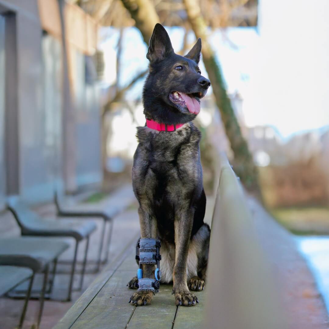 German Shepherd Health Guide: Mobility, Orthopedic Risks, and How to Help Your Dog Thrive