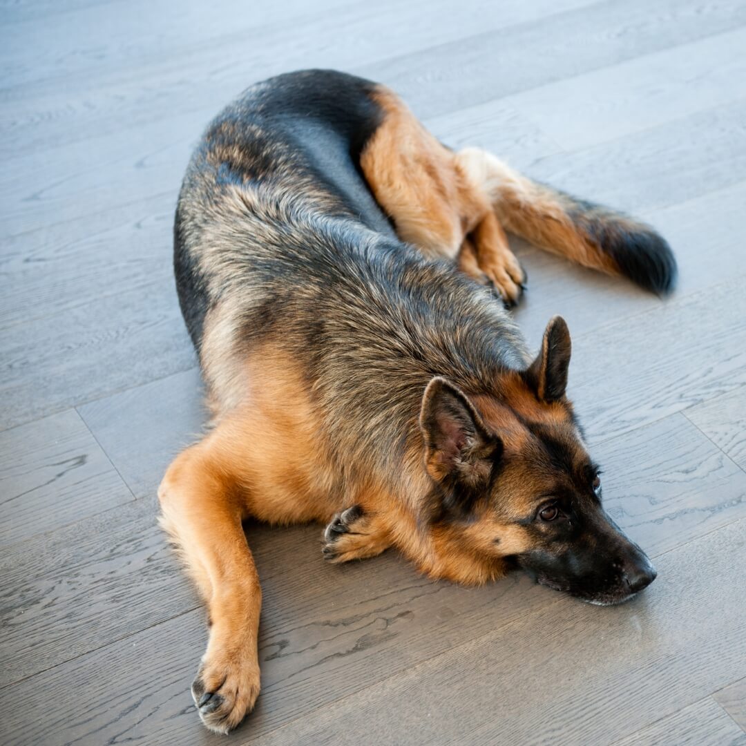 German Shepherd