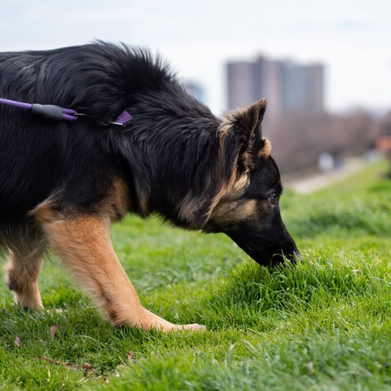 Shepherd Commoner Common Orthopedic Conditions | German Shepherd Health