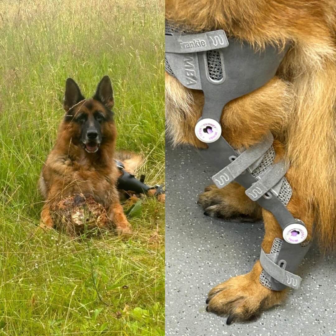 How Custom Dog Orthotics Help Veterinary Practices Deliver Better Outcomes