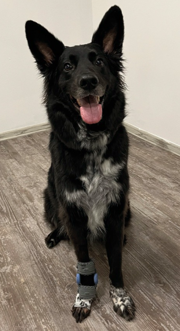 Dog with a Carpal Ligament injury