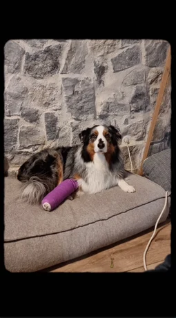 injured dog