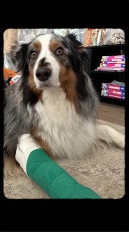 injured dog