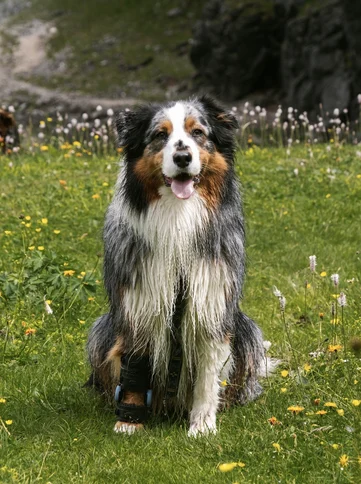 happy dog with wimba carpus brace